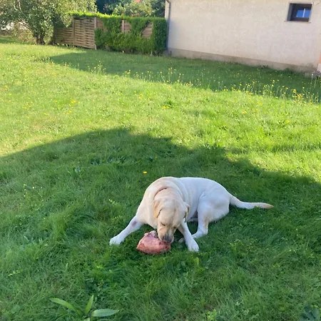 Alles Gute Wehlen Lejlighed Stadt Wehlen