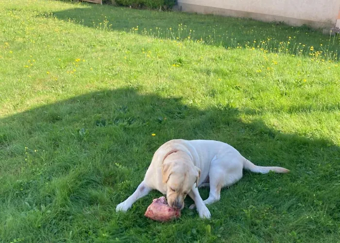 Alles Gute Wehlen 公寓 斯塔德特·卫恩